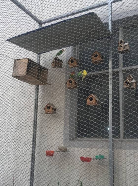 木製鳥巢懸掛在不鏽鋼電纜網上。